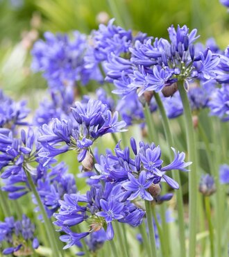 Agapanthus Pino 7 Litre