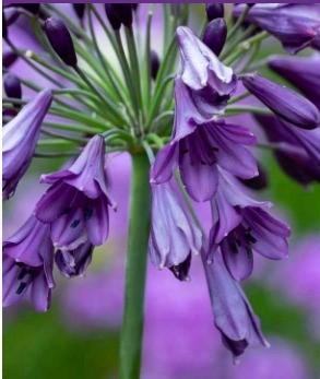 Agapanthus Poppin Purple 2 litre