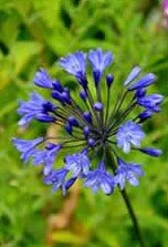 Agapanthus Purple Cloud 2 Litre