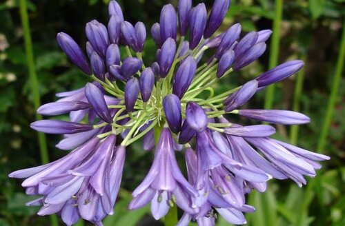 Agapanthus Purple Heart 3 Litre