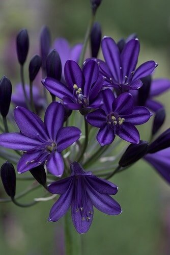 Agapanthus Royal Velvet 3 Litre