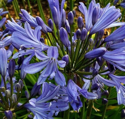 Agapanthus Sea Storm 3 Litre