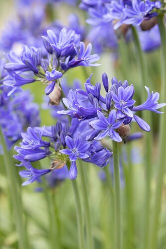 Agapanthus Stardust 7.5 Litre