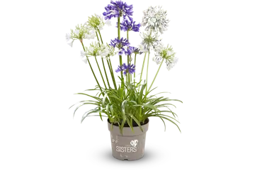 Agapanthus Three Sisters 6 Litre