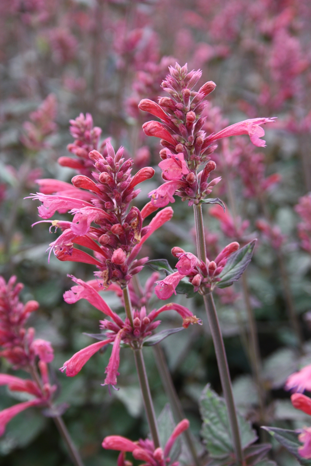 Agastache Morello 2 Litre - Stewarts Garden Centre