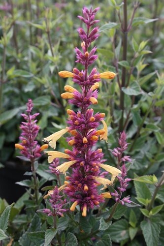 Agastache Peachie Keen 5 Litre - Stewarts Garden Centre