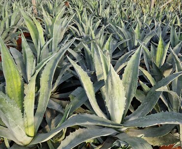 Agave Americana Large 12 Litre