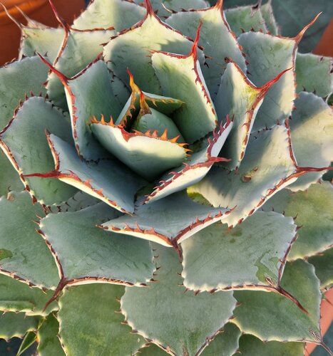 Agave Blue Ember Large 12 Litre