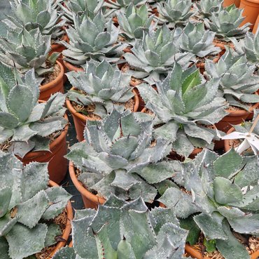 Agave Gentryi La Escondida 6 Litre