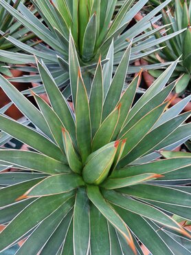 Agave Green Glow Large 12 Litre