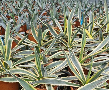 Agave in variety 4.5 Litre - image 3