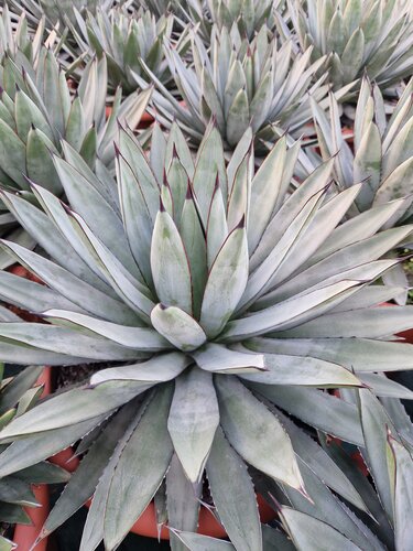 Agave Little Penguins Large 12 Litre