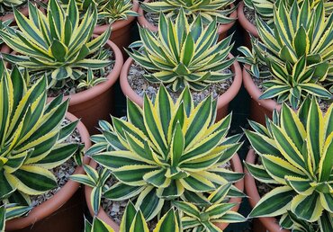 Agave Lophantha Quadricolor Large 12 Litre