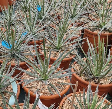 Agave Multifilifera Large 12 Litre