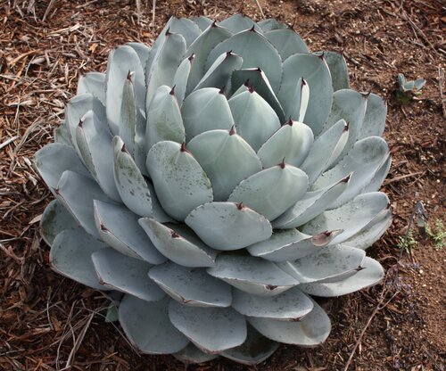 Agave Parryi Truncata 6 Litre