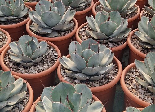 Agave Potatorum Kichijokan Large 12 Litre