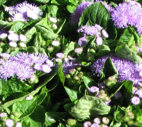 Ageratum Blue Six Pack