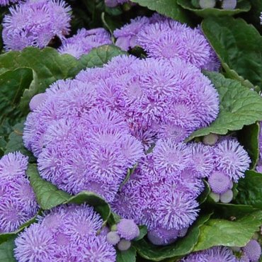 Ageratum Violet Blue 10.5cm