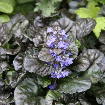 Ajuga Black Scallop 11cm