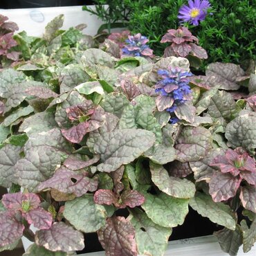 Ajuga Burgundy Glow 11cm