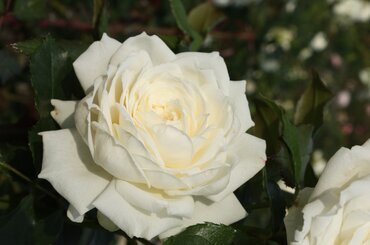 Alaska Climbing Rose 4 Litre