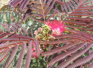 Albizia Evey`s Pride 12 Litre