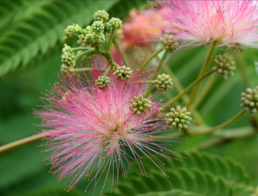 Albizia Ombrella 12 Litre