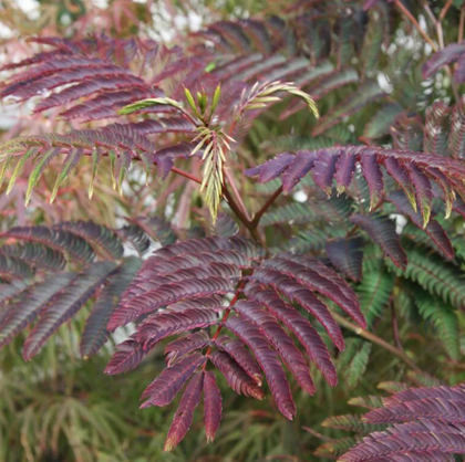 Albizia Summer Chocolate 12 Litre