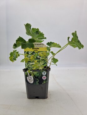 Alchemilla Mollis 9cm