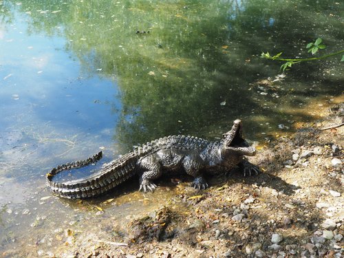 Alligator Baby