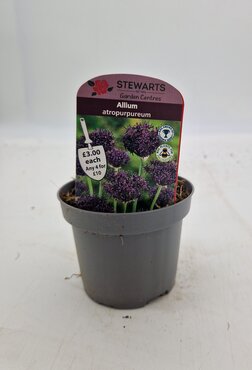 Allium Atropurpureum Potted Bulb 9cm