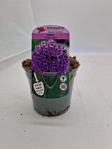 Allium Christophii Potted Bulb 1 Litre