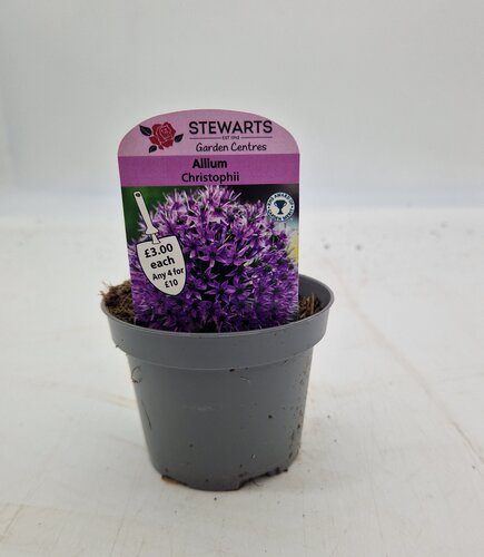 Allium Christophii Potted Bulb 9cm