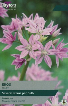 Allium Eros x 8