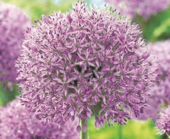 Allium Gladiator 1.5 Litre