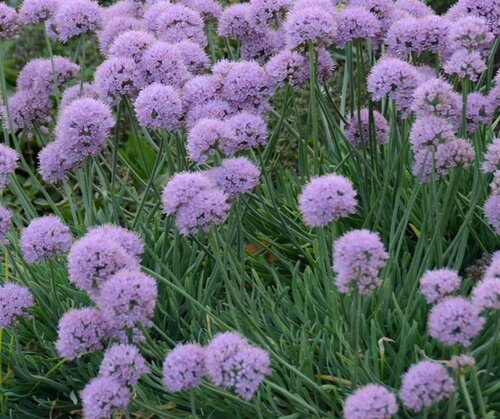 Allium In Orbit 3 Litre