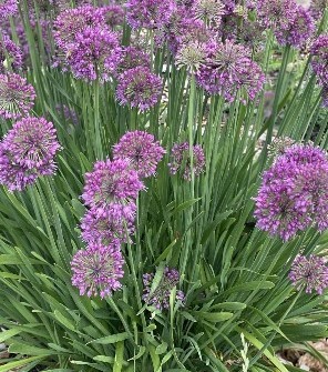 Allium Lavender Bubbles 2 litre