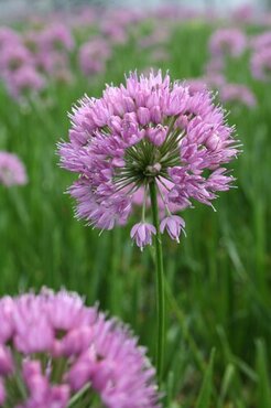 Allium Millennium 2 Litre