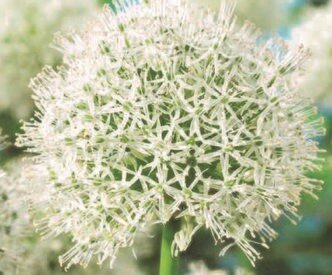 Allium Mont Blanc 1.5 Litre