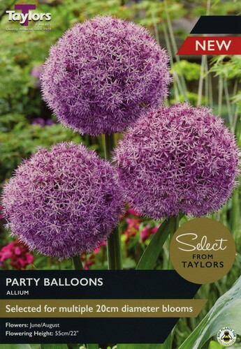 Allium Party Balloons x 1