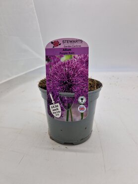 Allium Purple Rain Potted Bulb 1 Litre