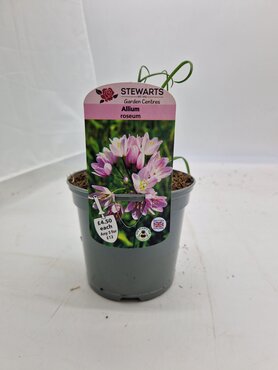 Allium Roseum Potted Bulb 1 Litre