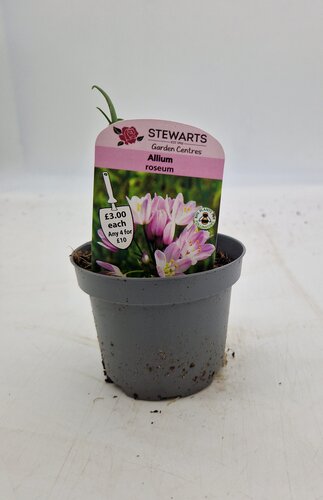 Allium Roseum Potted Bulb 9cm