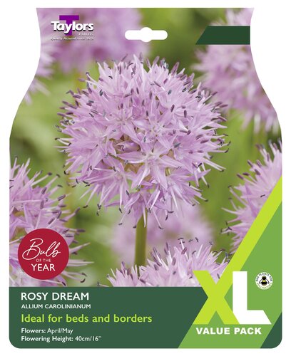 Allium Rosy Dream x 15