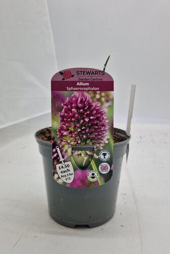 Allium Sphaerocephalon Potted Bulb 1 Litre