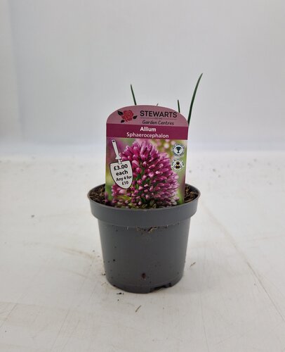 Allium Sphaerocephalon Potted Bulb 9cm