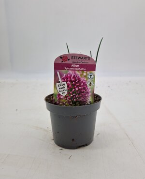 Allium Sphaerocephalon Potted Bulb 9cm