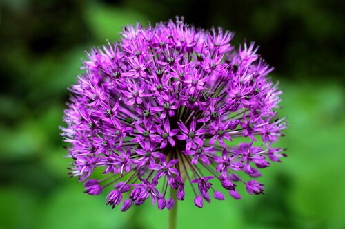 Allium Violet Beauty 2 Litre