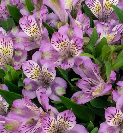 Alstroemeria Inca Ocean 2 Litre - Stewarts Garden Centre