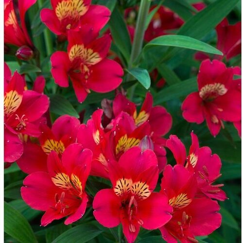 Alstroemeria Inca Pepper 2 Litre